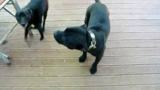 Staffordshire Bull Terrier talking amp barking [upl. by Enomaj]