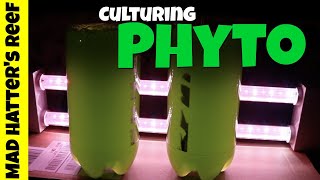 HOW TO Culture Phytoplankton [upl. by Lebanna]