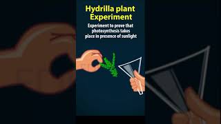 Hydrilla plant experiment  Nutrition 10th biology  AP amp TS syllabus 10th science ch1 [upl. by Wiese149]