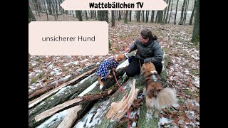 Unsicherer Hund  Training Umgang Zusammenleben mit Angsthund  5 Tipps [upl. by Courtney]