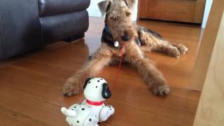 Airedale Terrier v fisherprice puppy [upl. by Essirahc]