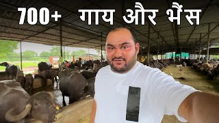 Ye Kaha Aa Kar Kho Gaya Mein 😬 700 Plus Cows And Buffalos 😱 [upl. by Ttereve]