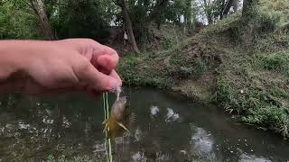 Catching Fish under Urban Bridge in Houston [upl. by Bellis]