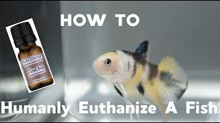 HOW TO Humanly Euthanize A Fish [upl. by Anair]