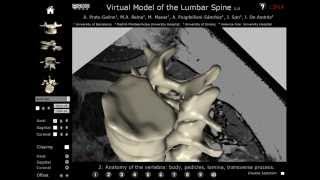 3D interactive model of lumbar spinal structures of anesthetic interest [upl. by Medorra]