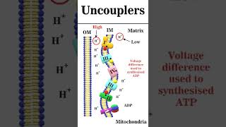 Uncouplers of oxidative phosphorylation animation iitgate [upl. by Ahseenat347]