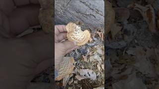 Dryads Saddle mushroom foraging minnesota nature homesteading [upl. by Anyl]