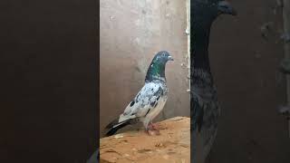 Kashmir highflier pigeon answer birds account duet [upl. by O'Rourke676]