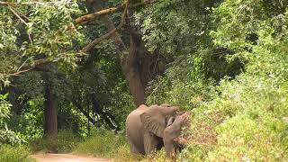 Lake Manyara National Park Tanzania Africa [upl. by Ahsiruam]