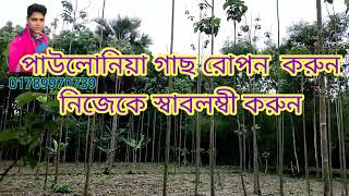 পাউলোনিয়া গাছ রোপন করুন নিজেকে স্বাবলম্বী করুন।। paulownia tree [upl. by Zetrauq]