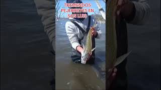 TREMENDOS PEJERREY fishing fish argentina fishingvideo amigos pesca pescaria pescador peje [upl. by Nolahp]