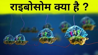 राइबोसोम क्या है   what is ribosome [upl. by Aneeuq]