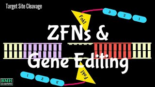 ZFNs  Gene Editing Using Zinc Finger Nucleases  ZFN Mediated Gene Editing  Gene Editing Nucleases [upl. by Amory]