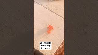 Spectracide weed stop for lawns plus crabgrasskiller weedkiller homeownership [upl. by Colvert286]