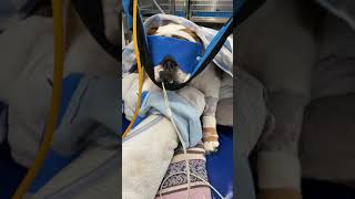 Short story  complication from brachycephalic airway surgery [upl. by Lion]