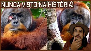 NOVA DESCOBERTA SOBRE OS ORANGOTANGOS Planeta Natureza ivisplanetanatureza [upl. by Llemaj]