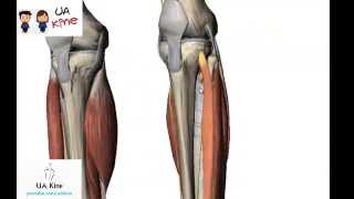 Anatomía Musculos Pierna  Origen Inserción Inervación y Función [upl. by Riada179]