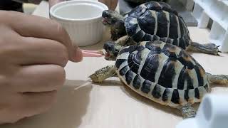 赫曼陸龜餵食  ヘルマンリクガメに餌をやる  Feeding Hermanns tortoise [upl. by Thgiwd]