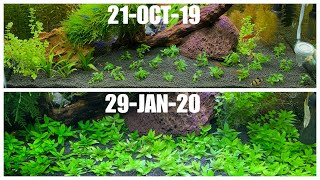 BEAUTIFUL PLANT TRANSFORMATION  STAUROGYNE REPENS DAY 1 to MONTH 3  AQUASCAPE [upl. by Ecnesse]