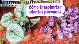 CÓMO TRASPLANTAR PLANTAS PERENNES [upl. by Iphigeniah]