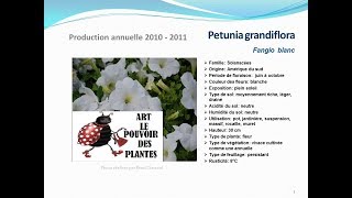 Petunia grandiflora Fangio blanc plante annuelle [upl. by Felicidad]