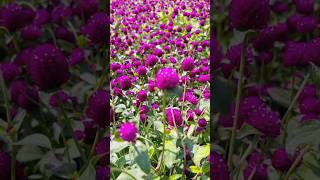 Beautiful Gomphrena globosa flower 🥰flowers gomphrena [upl. by Sontag178]