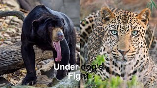 Sun bear vs African leopard [upl. by Addy]