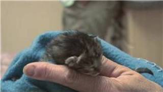 Kitten amp Cat Care  How to Treat Newborn Kittens With Fleas [upl. by Waneta]