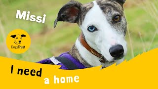 Missi the marvellous Lurcher  Dogs Trust Leeds [upl. by Ahsiemal]