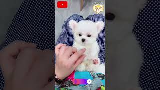 Awwww cute 🥰 puupys 🐕♥️🥰 puppies beutifull pupfluencer adorable dog cute cutebaby cutecat [upl. by Supen]