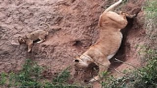 LEONA RESCATA A SU CACHORRO El instinto materno de las leonas [upl. by Shevlo13]