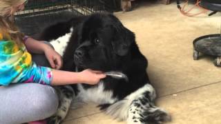 Newfie having a fit during grooming [upl. by Sobel365]