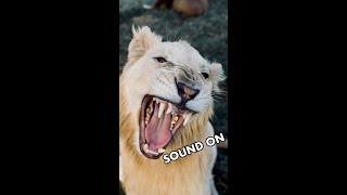 I RECORDED HIS FIRST ROAR 🦁😲 [upl. by Vig272]