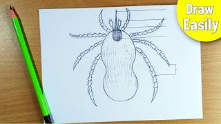 how to draw a Tick diagram step by step easily  Ixodes diagram drawing  bsc zoology project [upl. by Willa64]