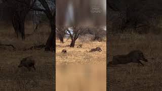 Warthogs Narrow Escape from a Confused Lioness [upl. by Follmer]