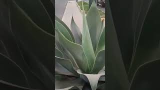 Agave Attenuata [upl. by Mclyman339]