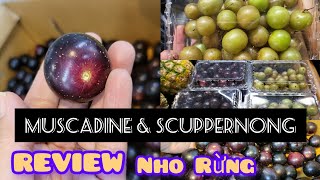 review nho rừng muscadine amp scuppernong [upl. by Creedon]