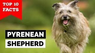 Pyrenean Shepherd  Top 10 Facts [upl. by Mischa690]