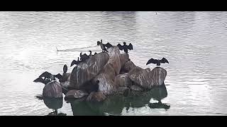 Bangalore  The City of Lakes  Anhinga Bird Snake Bird  Munnekolala Lake  Morning View [upl. by Holms]