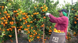 Pisca de Mandarina Por Contrato En Estados Unidos amazing harvest tangerine🍊 [upl. by Efram]