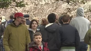 National Cherry Blossom Festival 2024 officially kicks off despite gloomy weather  NBC4 Washington [upl. by Maitund]