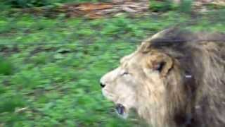 Lion Roaring at Chester Zoo [upl. by Allerym16]