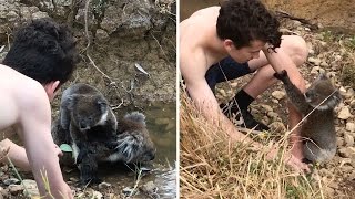 Curious Koala Climbs Onto Boy For A Hug [upl. by Fineberg]