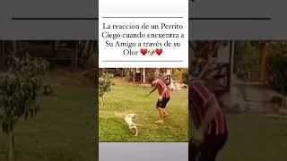 Reacción de un perrito ciego cuando reconoce a su amigoPerritos Ciego Shorts MannySocial [upl. by Odin88]