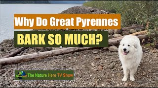 Great Pyrenees Why do Great Pyrenees sniff so much Why does my great pyrenees bark so much [upl. by Infield]