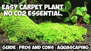 Top easy to grow carpet plants for aquarium  Easy to grow carpet plants for aquarium  no Co2 [upl. by Laurinda]