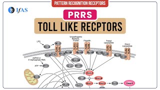 Explanation on Toll Like Receptors Immunology [upl. by Corb750]