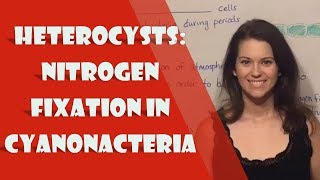 Heterocysts Nitrogen Fixation in Cyanonacteria [upl. by Brenk]