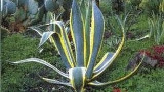 Plantes Grasses  Aloe Gymnocalycium Espostoa Cereus Echinocactus [upl. by Ahsie]