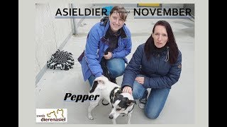 ASIELDIER van november PEPPER een Boeren Fox [upl. by Volin]